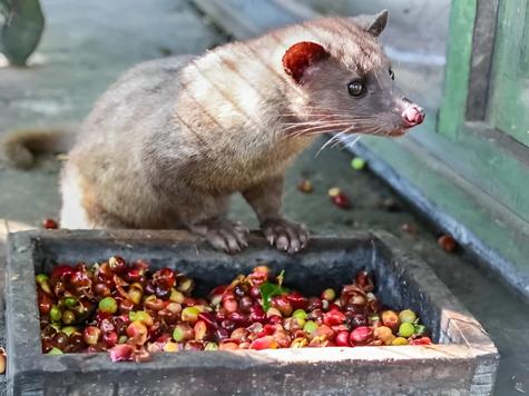 La civeta ingiere las bayas de café para producir el Kopi Luwac. La civeta ingiere las bayas de café para producir el Kopi Luwac.