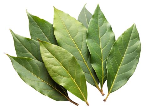 Colocar laurel en los envases de los alimentos ayuda a ahuyentar a los gorgojos. Colocar laurel en los envases de los alimentos ayuda a ahuyentar a los gorgojos.
