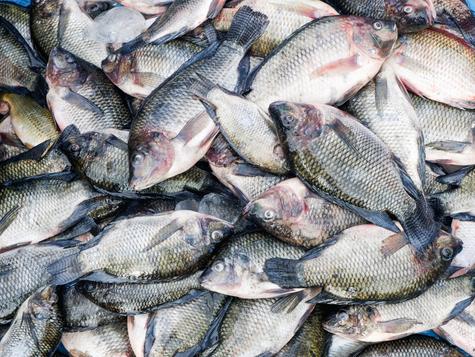 Algunos peces infectados con parásitos son la lobina negra y el bluegill.    Algunos peces infectados con parásitos son la lobina negra y el bluegill.