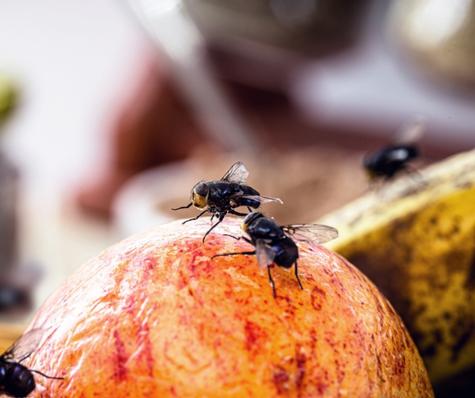 Cultivos chilenos infectados por la mosca de fruta.   