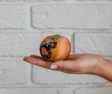 Lo mejor es desechar la fruta con moho. Lo mejor es desechar la fruta con moho.