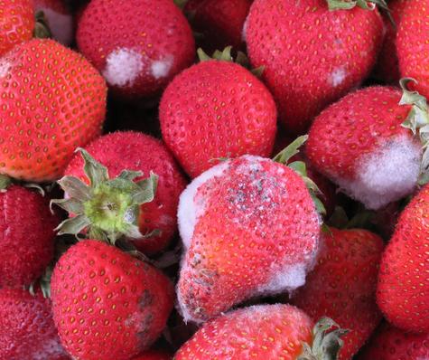 El consumo de alimentos con moho puede causar intoxicación alimentaria. El consumo de alimentos con moho puede causar intoxicación alimentaria.