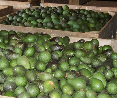 Bolivia cosechará sus propias paltas.   