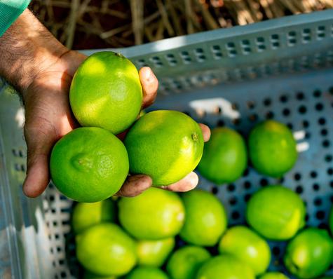 Cultivos de limón en Piura.   