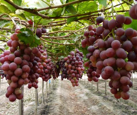 Cultivos de uva peruana.   