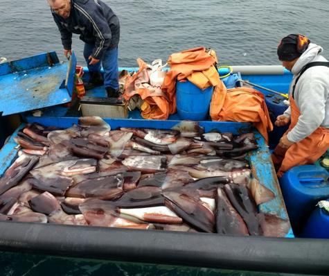 Este año se busca obtener más de 421 mil toneladas.   