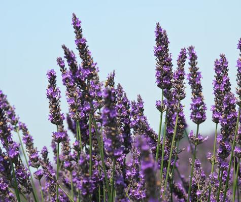 Lavanda. Lavanda.