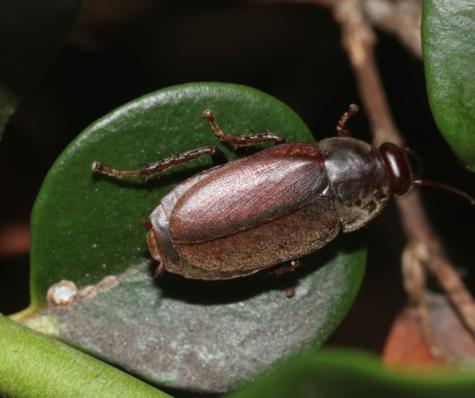 Diploptera punctata. Diploptera punctata.