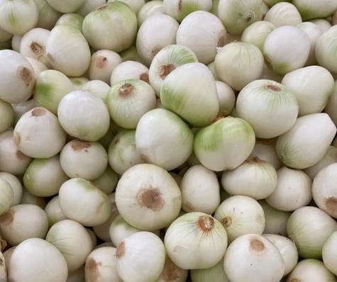 Cebolla blanca.    Cebolla blanca.