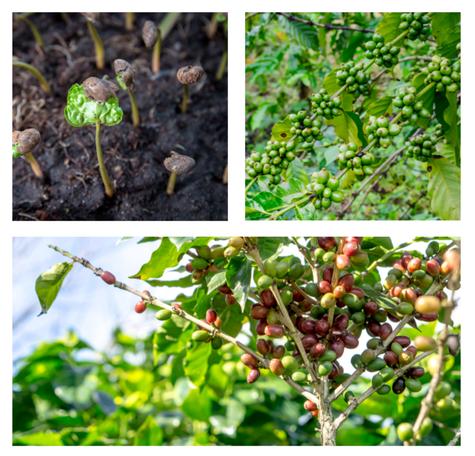 <em>En el Perú, la mayor parte del café se reproduce a través de semillas que son seleccionadas de los cafetos y cultivadas en viveros dentro de las mismas fincas. </em> <em>En el Perú, la mayor parte del café se reproduce a través de semillas que son seleccionadas de los cafetos y cultivadas en viveros dentro de las mismas fincas. </em>