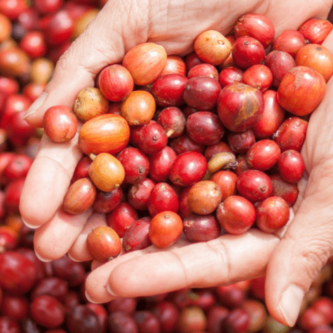  Frutos de café o cafés cerezos, recién extraídos de la planta y listos para su procesamiento.    