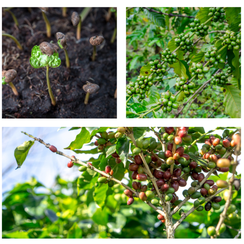 <em>En el Perú, la mayor parte del café se reproduce a través de semillas que son seleccionadas de los cafetos y cultivadas en viveros dentro de las mismas fincas. </em>   