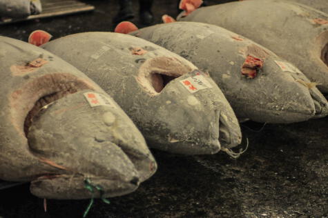 Los atunes que se venden en el mercado japonés pasan por un proceso de congelamiento inmediato que conserva muy bien sus propidades.   
