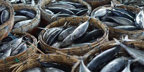 El bonito es uno de los pescados más consumidos debido a su bajo costo, sabor, valor nutritivo y rendimiento.   