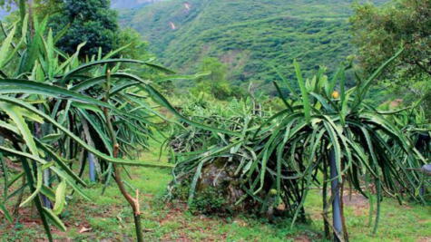 Cultivo de pitahaya en la selva, donde se produce particularmente la amarilla o blanca.   