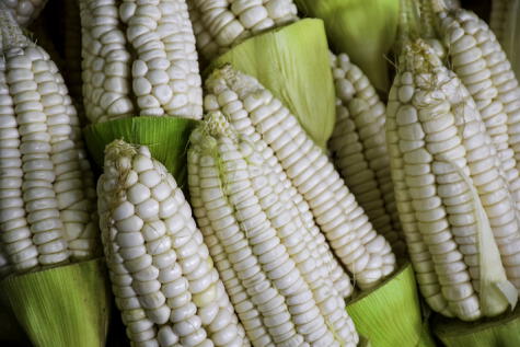 El blanco gigante del Cusco es el maíz más grande que se produce en el Perú.   