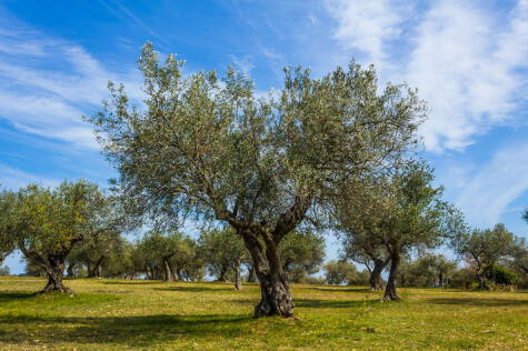 Los árboles de olivo pueden vivir cientos de años, como algunos que se encuentran en el bosque de El Olivar de San Isidro.   