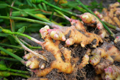 En el Perú, el cultivo de kion se da de forma principalmente orgánica en la región de Junín.   