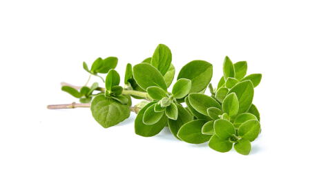 De un verde intenso, el orégano es una hierba aromática muy común en nuestra cocina.   