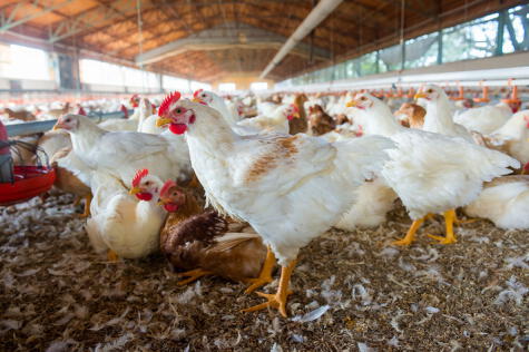 La crianza de pollos está llena de mitos, como el uso de hormonas o antibióticos.    