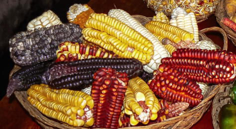 Variedades de maíz para hacer chicha.   