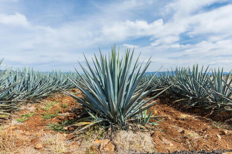 Los agaves son nativos de América; para el tequila se usa exclusivamente el agave azul.    