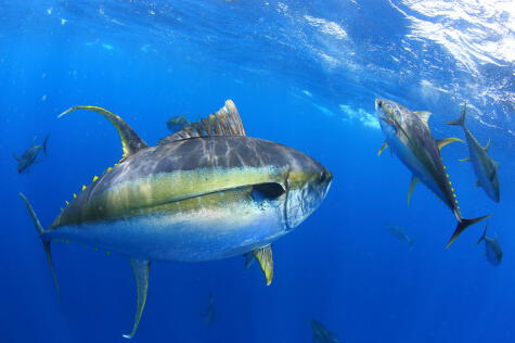 Los túnidos son especies de distintos tamaños. El atún aleta amarilla es uno de los más grandes.     
