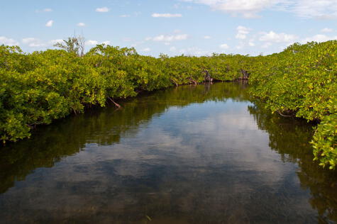 Los manglares son un ecosistema delicado que hay que proteger.   
