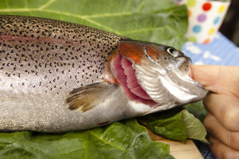 chilango - ¡Que no te vean la cara! 5 tips para saber si tu mercado vende pescado  fresco