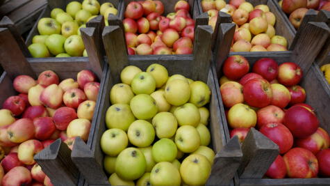 La manzanas se tornan arenosas cuando están maduras, por el aire encapsulado en su pulpa.   