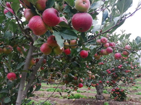 Los cultivos de manzana en Mala.   