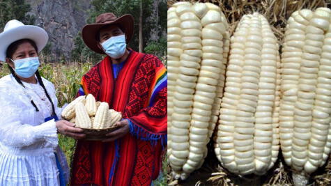 El maíz blanco gigante del Cusco es una de nuestras Denominaciones de Origen que debemos proteger.   