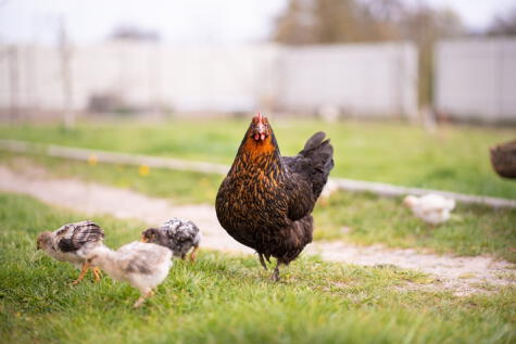 Las gallinas tienen más carne que las jóvenes, pero su carne es más dura.   