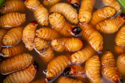 Estos gusanos con un platillo muy popular en la amazonía. ¿Te animarías a problarlos?   