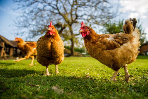 Las gallinas de pastoreo caminan libres y respiran aire fresco.   