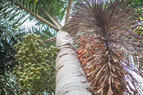 La chonta se extrae del interior del tronco de varios tipos de palmas.    
