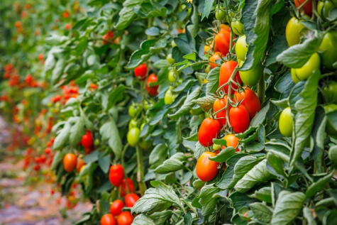 La domesticación del tomate se inició en América Central   