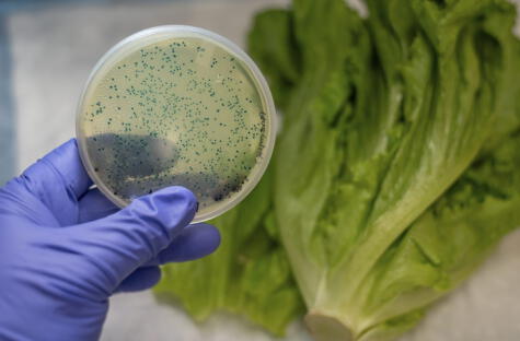 Las bacterias pueden multiplicarse en la lechuga   