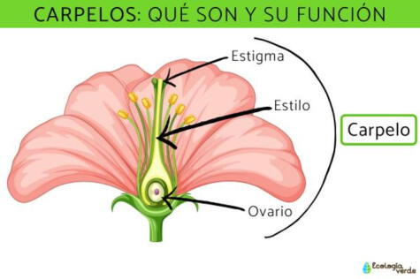 Los carpelos conforman la parte reproductiva de las flores   