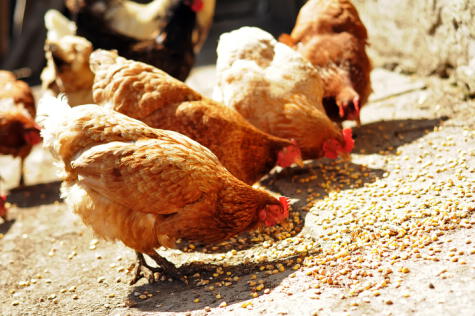 Los pollos de color amarillo suelen consumir maíz    