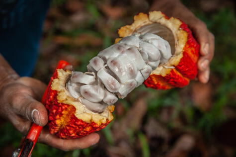 El cacao surgió en Perú y se expandió por otras partes del mundo   