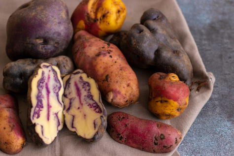 Perú cuenta con una amplia variedad de papas   