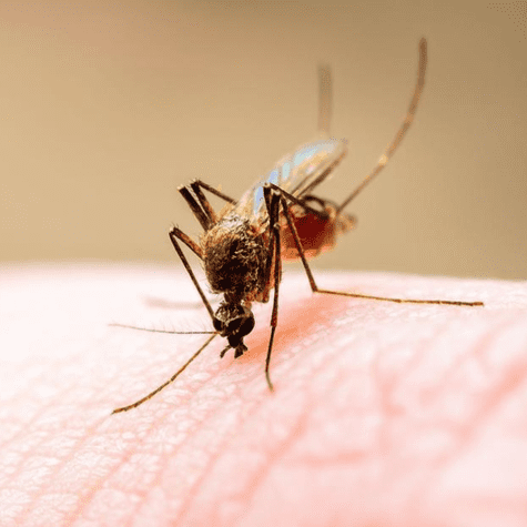 Los mosquitos son atraídos por diferentes factores, uno de ellos es la respiración (el dióxido de carbono que emitimos) y lo mismo sucede con el sudor.   