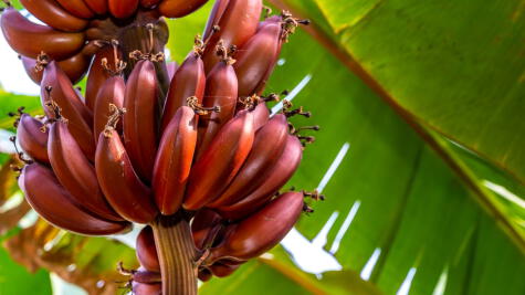   El <a rel="noreferrer noopener" href="https://buenazo.pe/notas/2020/09/25/platanos-peruanos-variedades-usos-170" target="_blank"><strong>plátano</strong></a> rojo además de ser una delicia natural es muy nutritivo. Es rico en antioxidantes, <strong><a rel="noreferrer noopener" href="https://buenazo.pe/notas/2021/01/11/vitamina-c-antioxidante-naturaleza-271" target="_blank">vitamina C</a></strong>, B6 y minerales que ayudan a controlar la presión arterial y reforzar el <a rel="noreferrer noopener" href="https://buenazo.pe/notas/2020/09/03/alimentos-fortalecer-sistema-inmunologico-131" target="_blank"><strong>sistema inmunológico</strong></a>.     