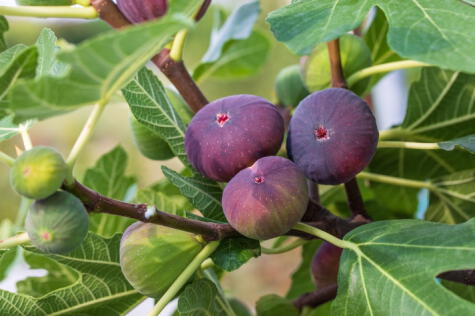 El cultivo del higo se encuentran en Argentina, Brasil, Perú y Chile.   