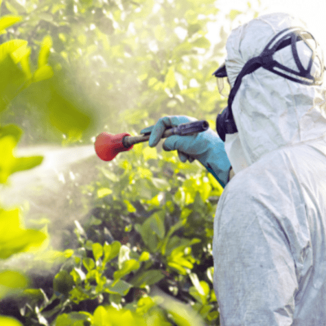 Pelar el tomate no es suficiente pues estas sustancias podrían haber penetrado a la pulpa de la fruta.   