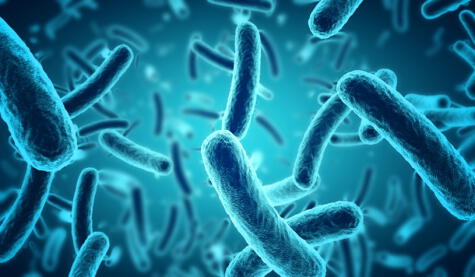  Bacterias como Escherichia coli y Salmonella pueden persistir en platos sucios durante horas, e incluso días.   