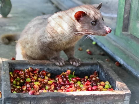 La civeta ingiere las bayas de café para producir el Kopi Luwac.   