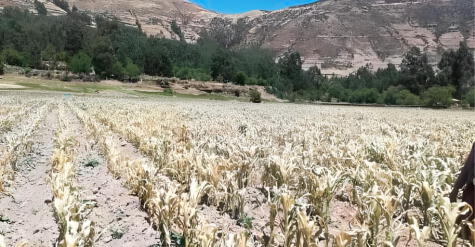 Sequía en Arequipa.   