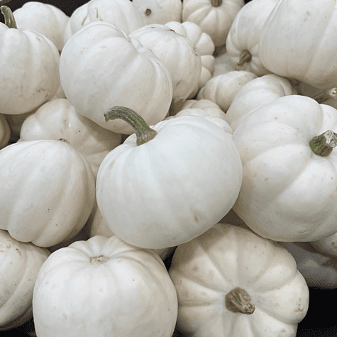 La mini calabaza, con su aspecto "fantasmal", es perfecta para la decoración de Halloween.   